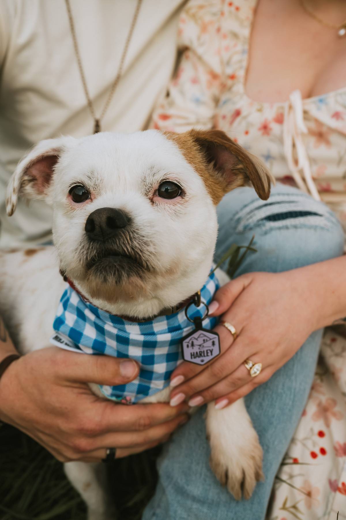 Engagement pictures with dog in matching bandana, North Salt Lake Utah